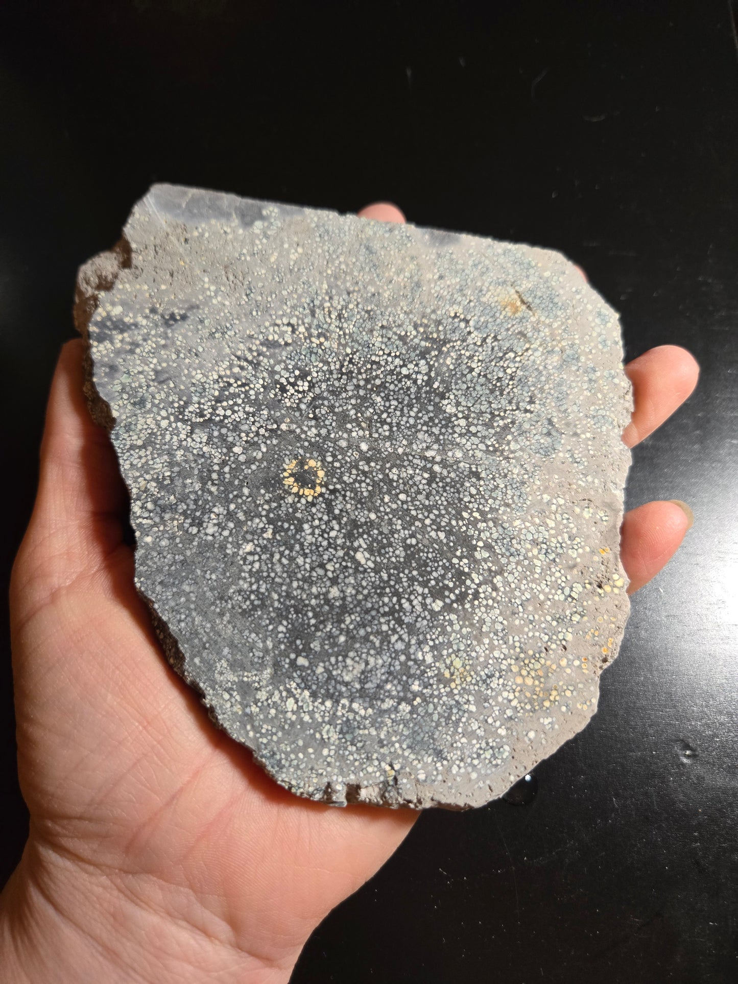 Desert Bloom Variscite/Turquoise slab for cabbing - Nevada Variscite - 276 grams