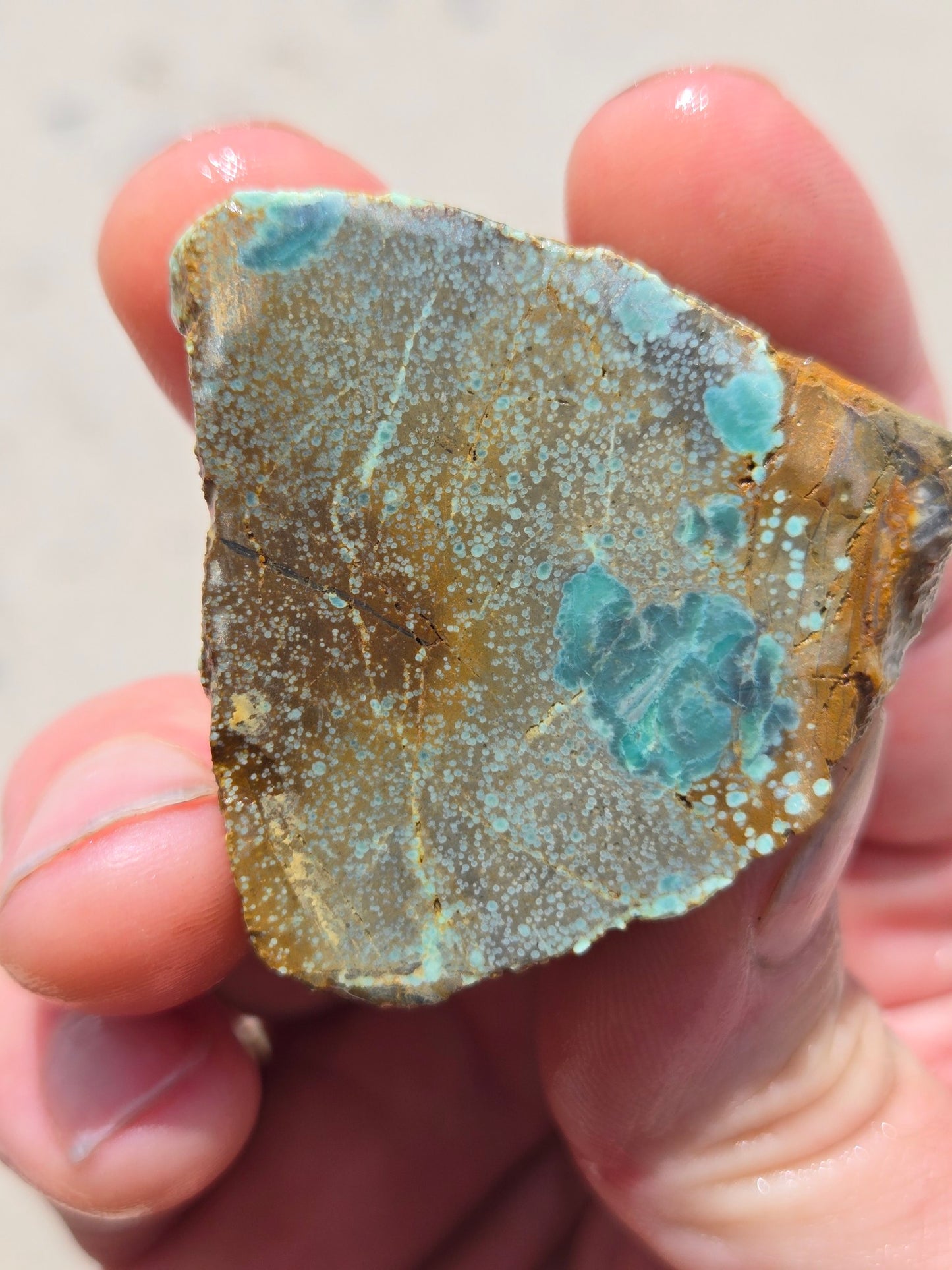 Candelaria Hills Variscite Clams - rough for cabbing - 224 gram lot