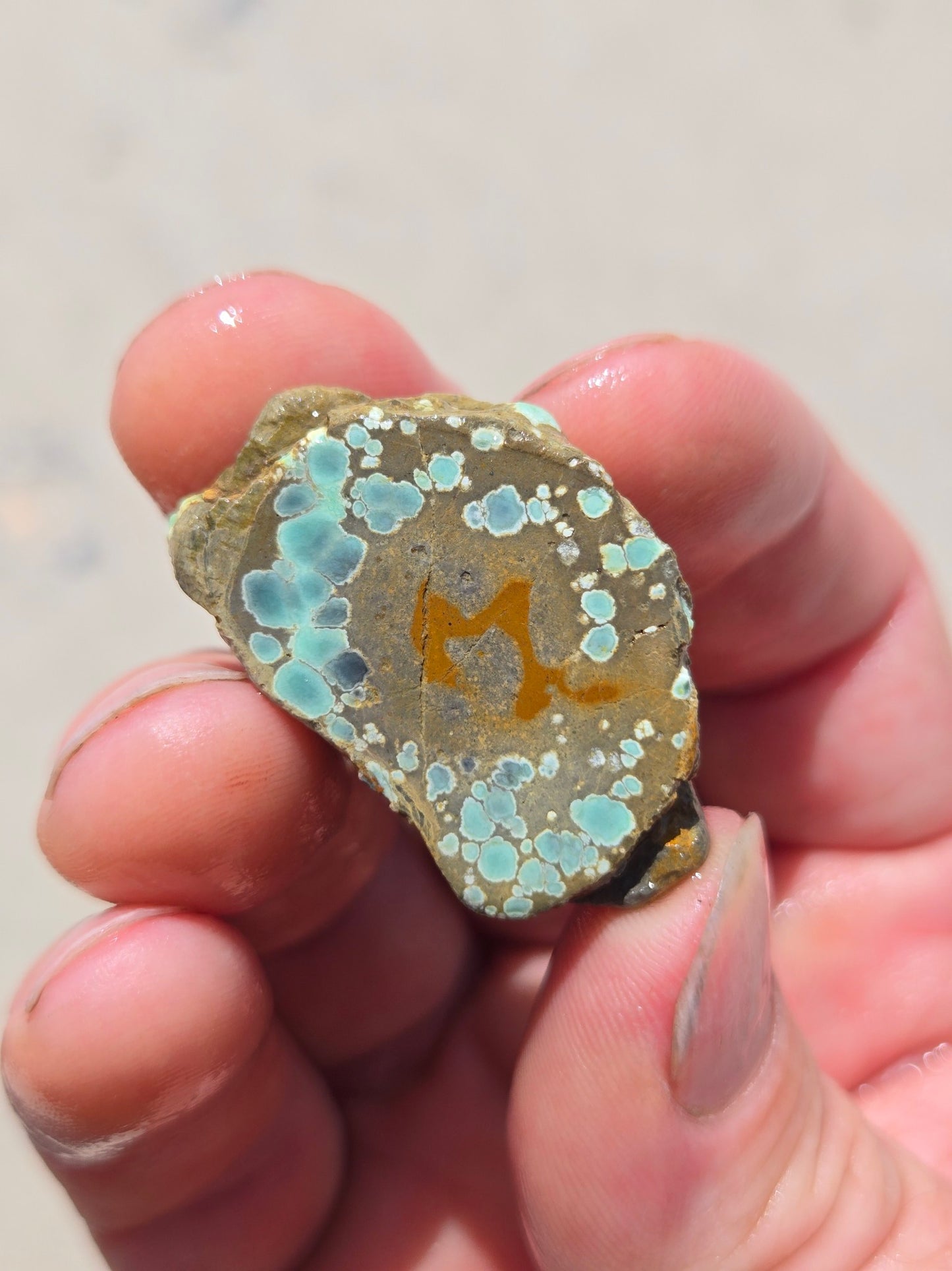 Candelaria Hills Variscite Clams - rough for cabbing - 224 gram lot