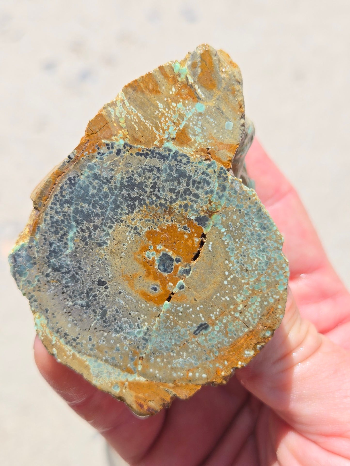 Candelaria Hills Variscite Clams - rough for cabbing - 224 gram lot