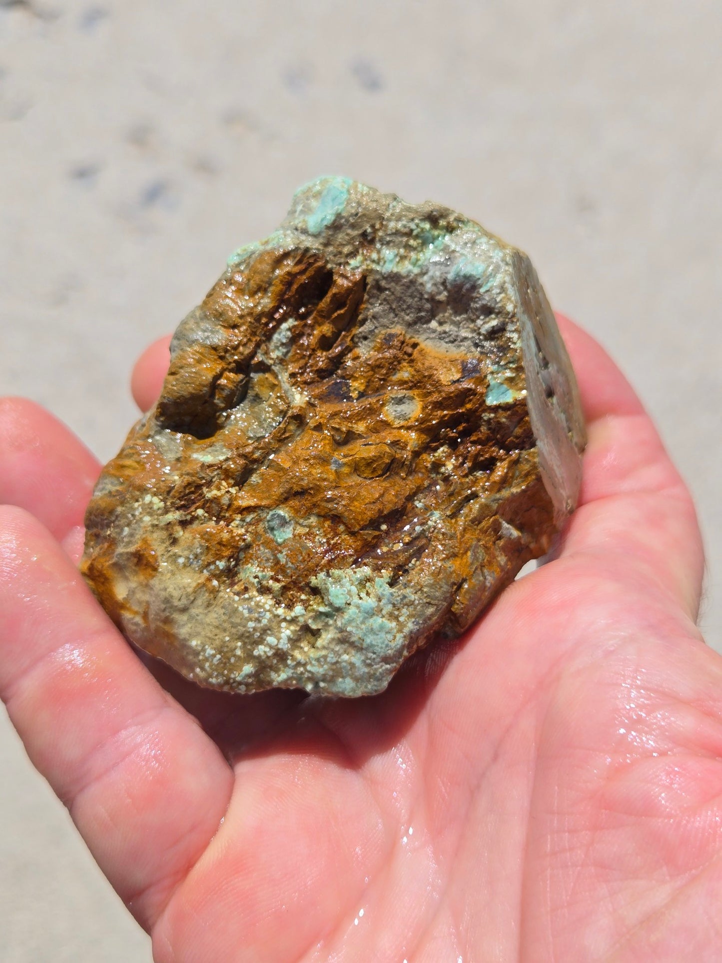 Candelaria Hills Variscite Clams - rough for cabbing - 224 gram lot