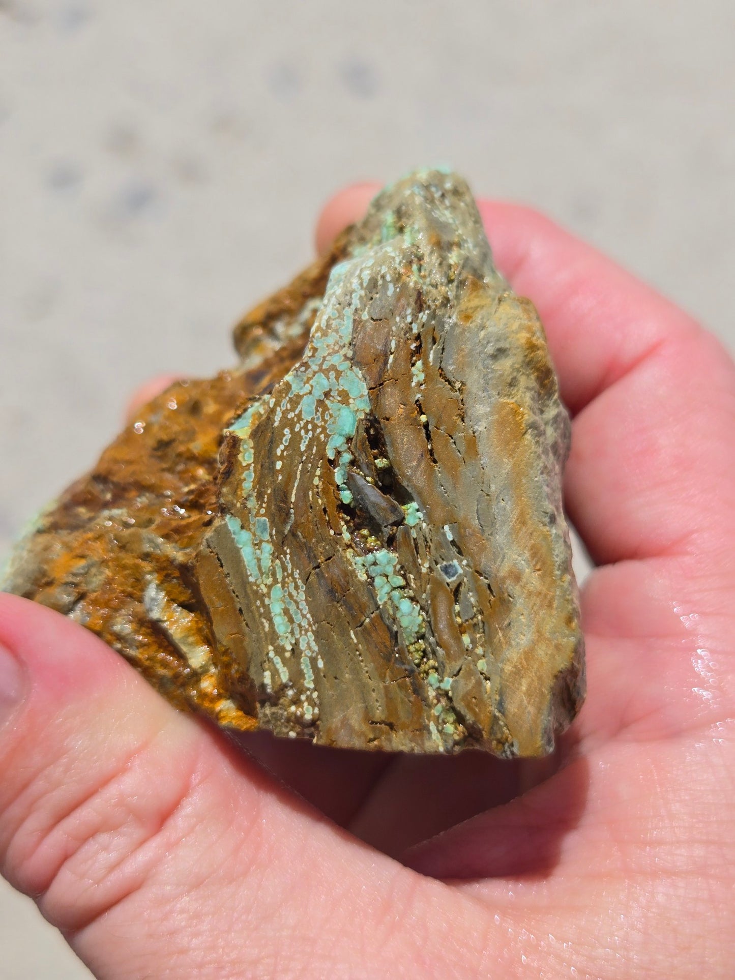 Candelaria Hills Variscite Clams - rough for cabbing - 224 gram lot
