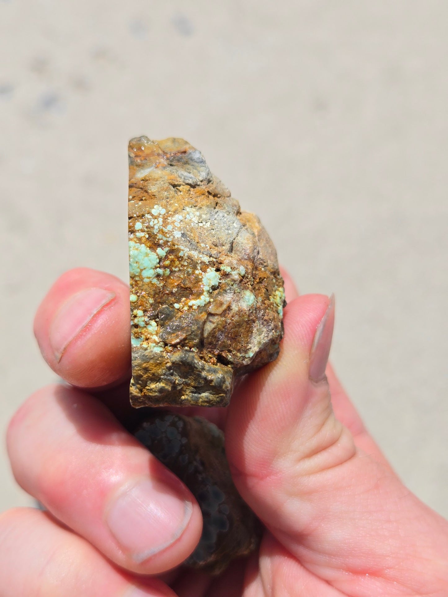 Candelaria Hills Variscite Clams - rough for cabbing - 224 gram lot