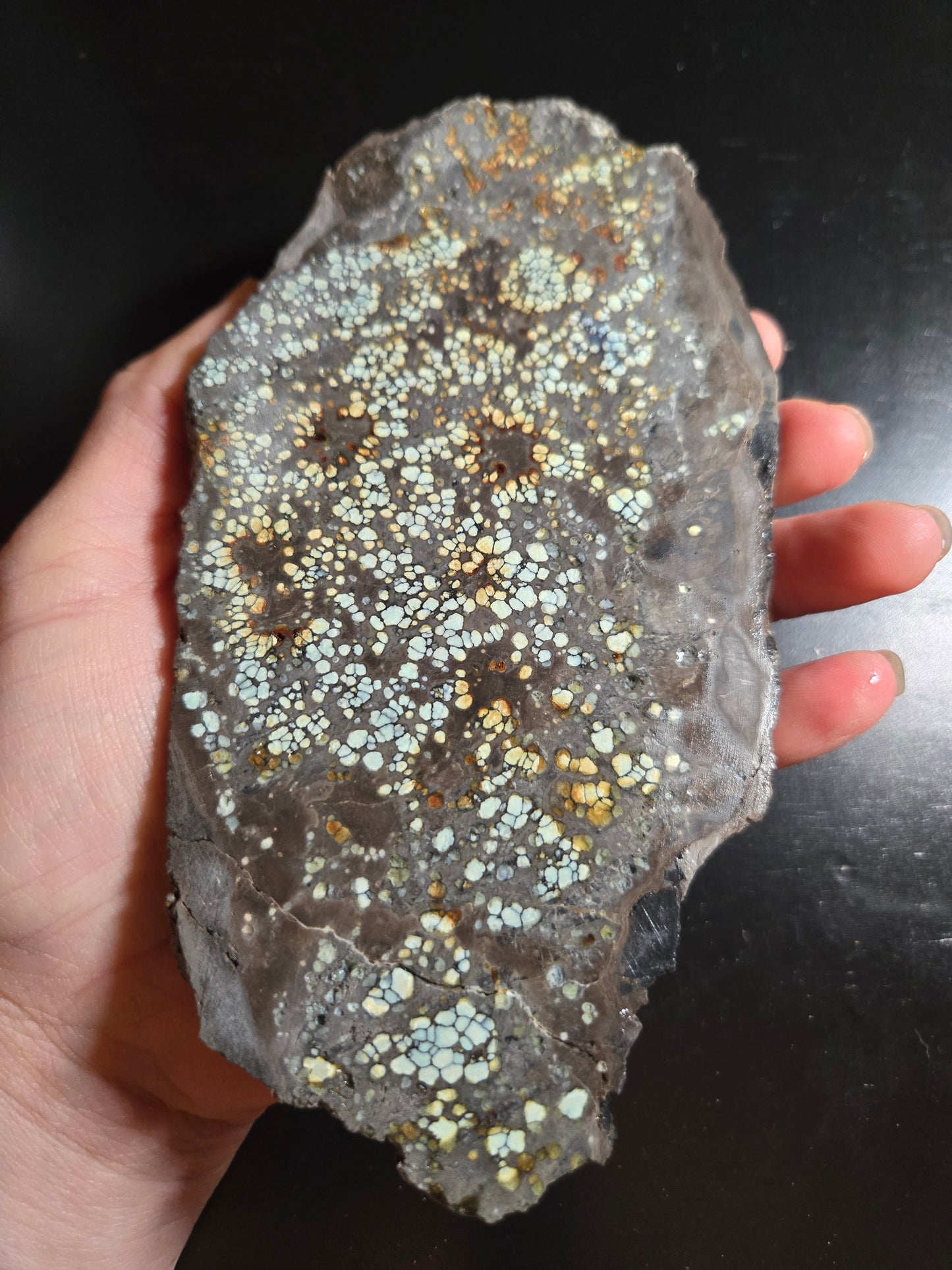 Desert Bloom Variscite/Turquoise slab for cabbing - Nevada Variscite - 227 grams