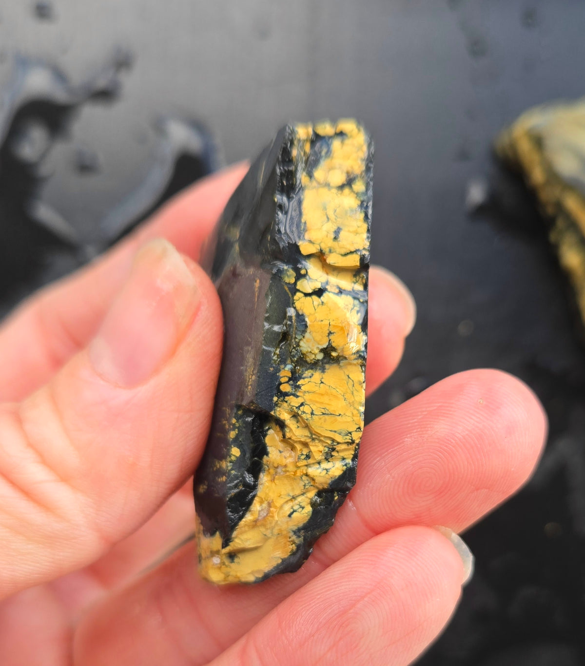 Desert Treasure Variscite rough for cabbing - Solid Yellow Natural Nevada Variscite- 448 grams