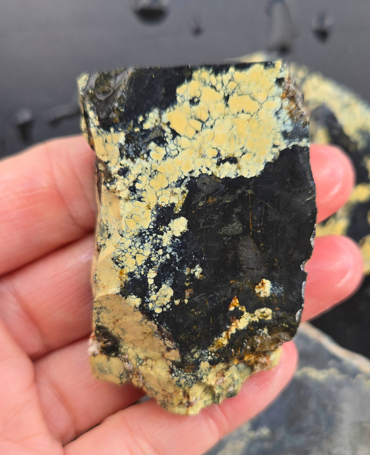Desert Treasure Variscite rough for cabbing - Solid Yellow Natural Nevada Variscite- 224 grams