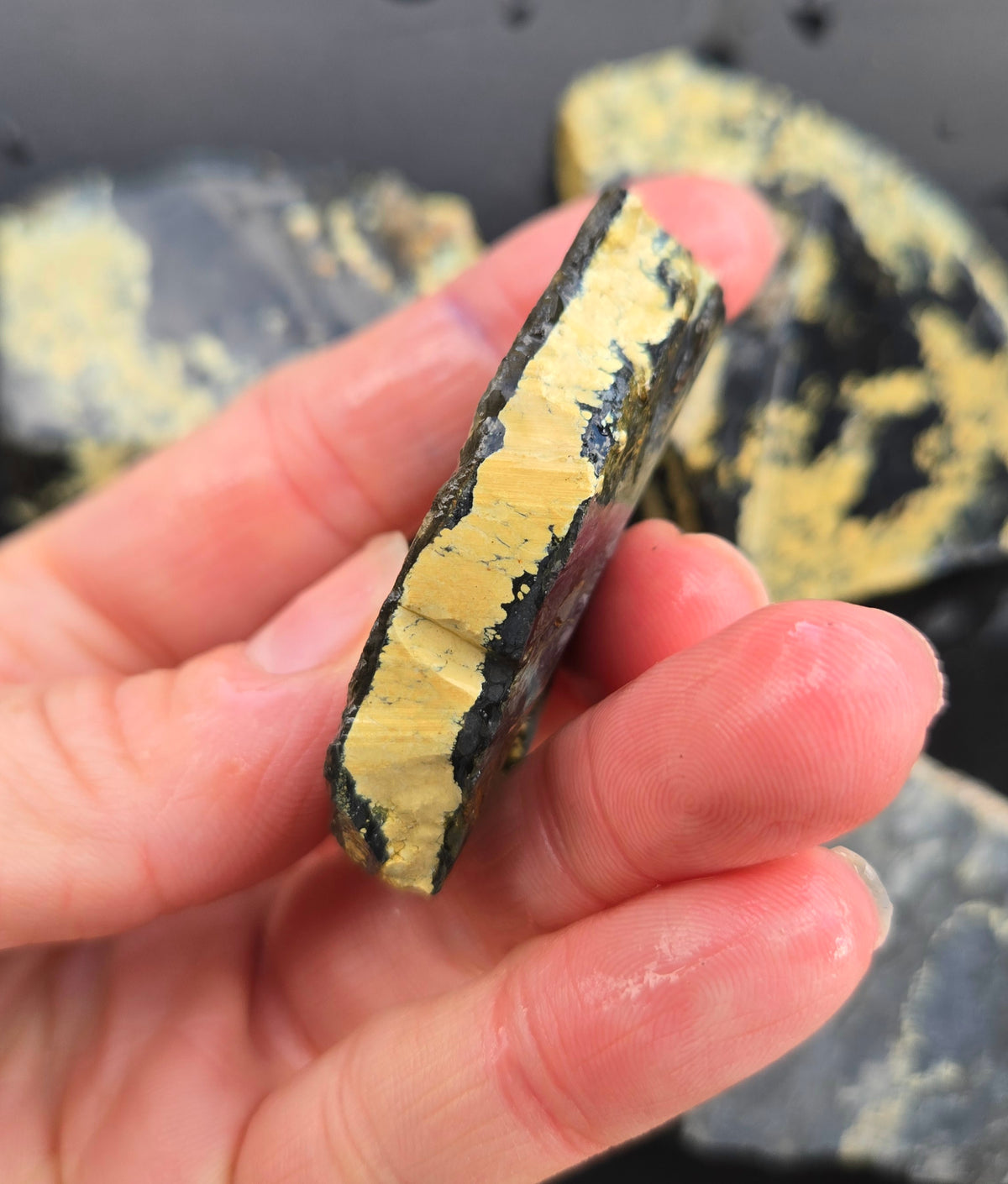 Desert Treasure Variscite rough for cabbing - Solid Yellow Natural Nevada Variscite- 224 grams