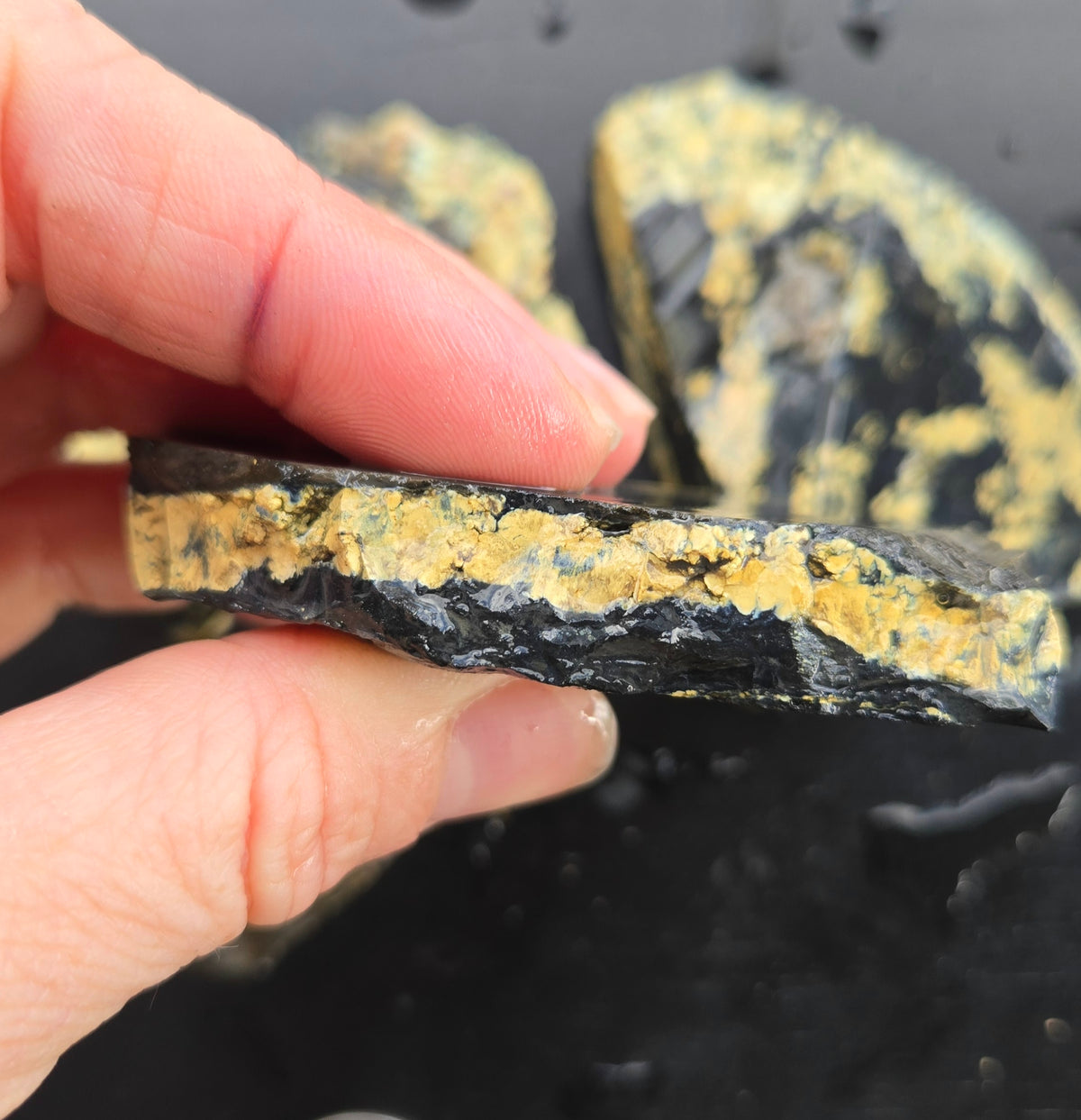 Desert Treasure Variscite rough for cabbing - Solid Yellow Natural Nevada Variscite- 224 grams