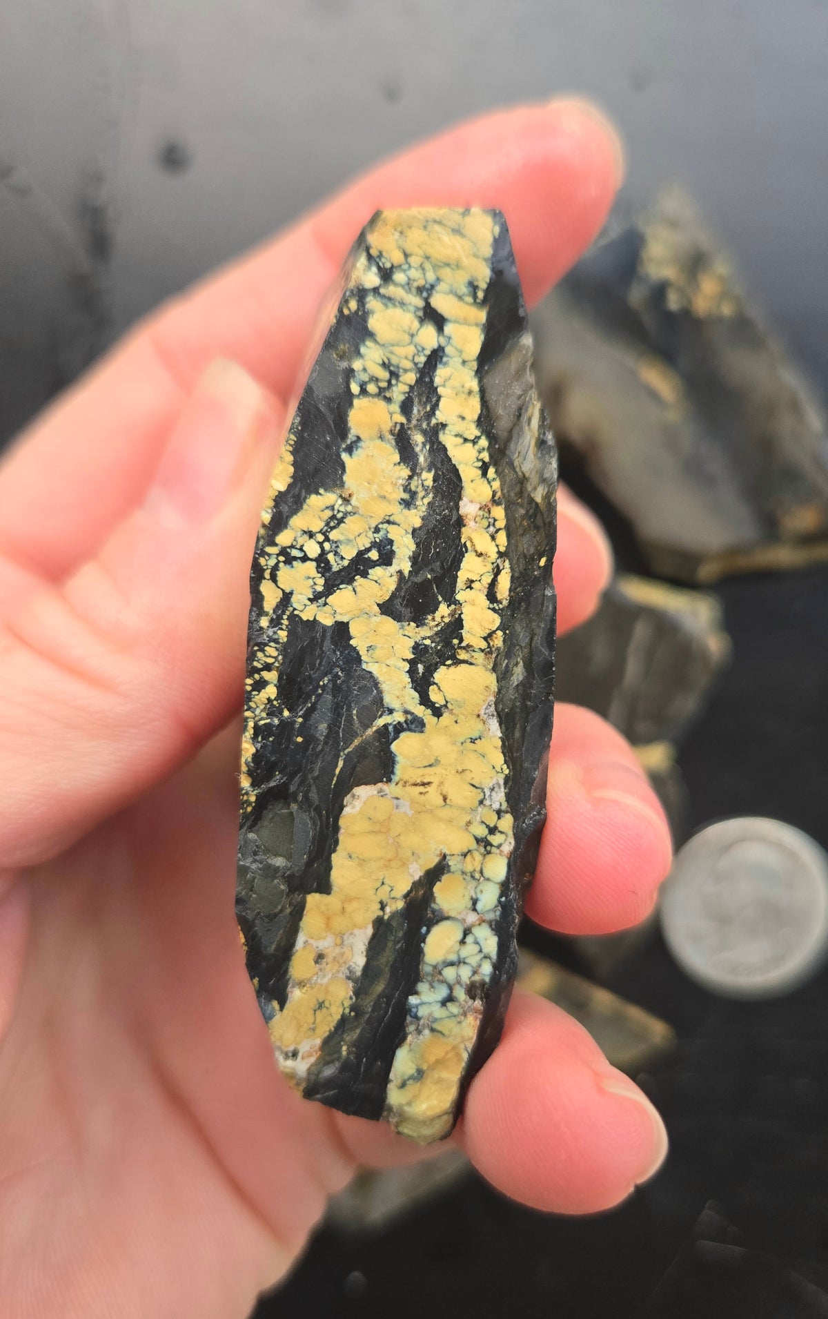 Desert Treasure Variscite rough for cabbing - Solid Yellow Natural Nevada Variscite- 224 grams