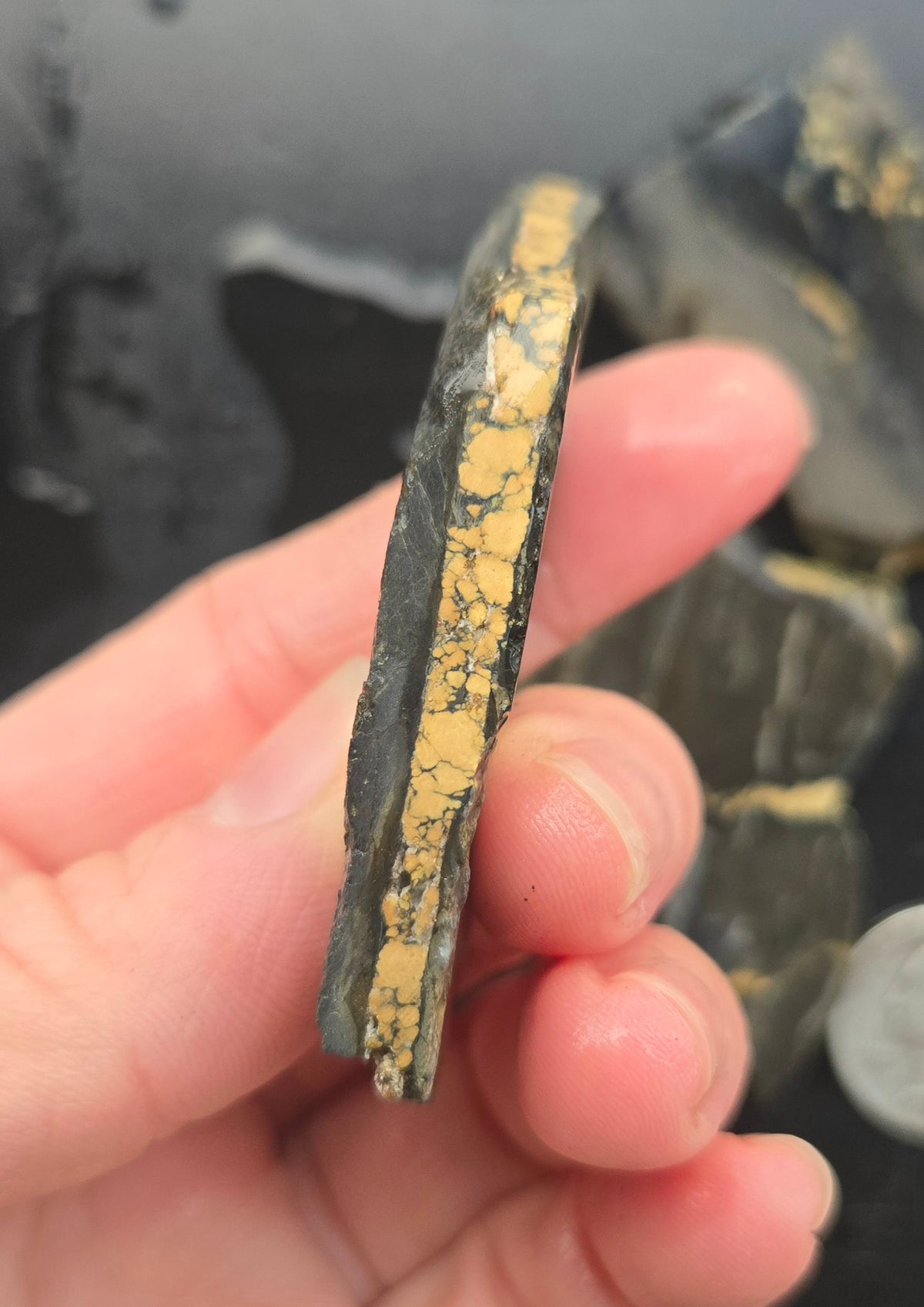 Desert Treasure Variscite rough for cabbing - Solid Yellow Natural Nevada Variscite- 224 grams