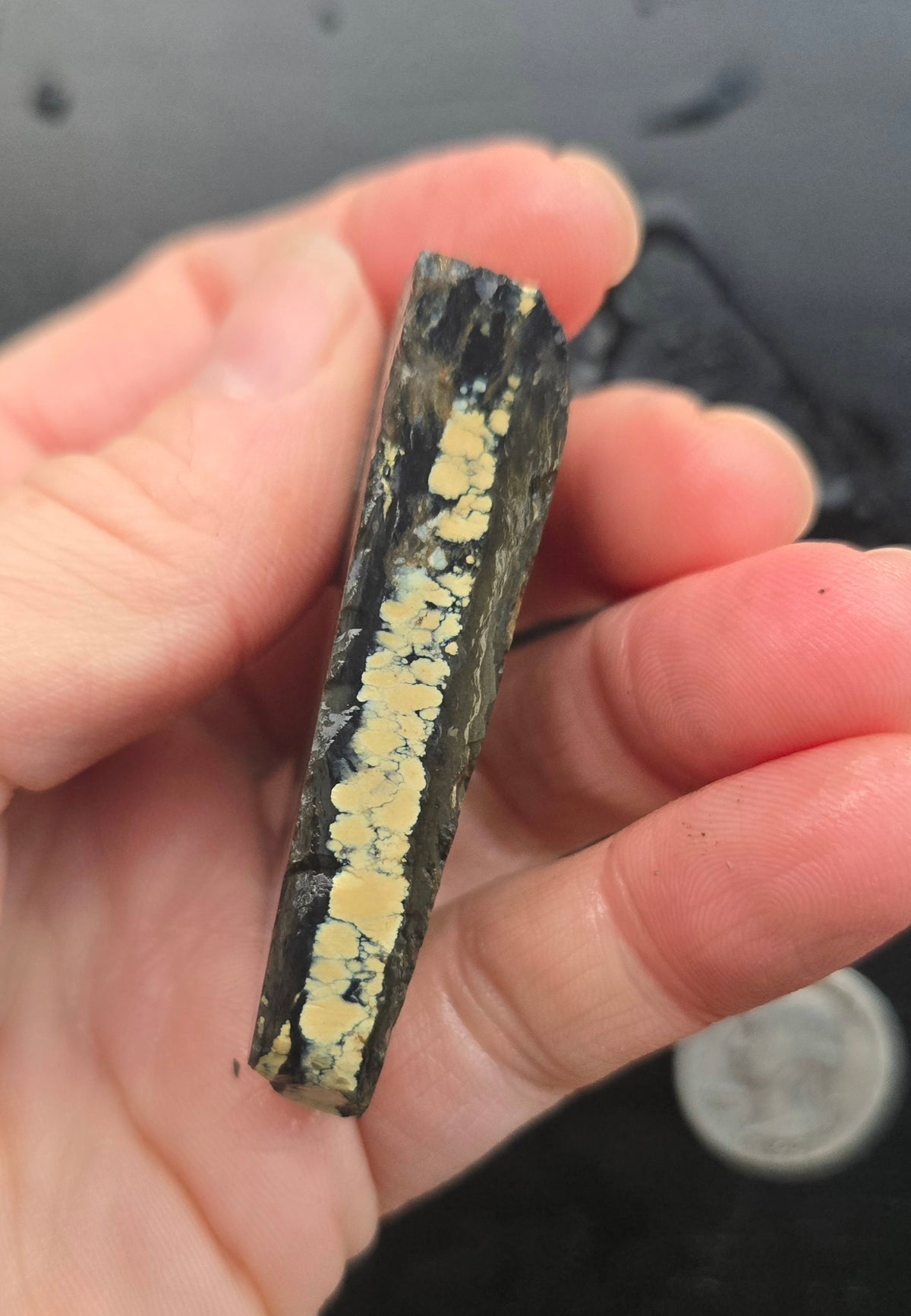 Desert Treasure Variscite rough for cabbing - Solid Yellow Natural Nevada Variscite- 224 grams