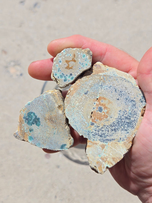 Candelaria Hills Variscite Clams - rough for cabbing - 224 gram lot