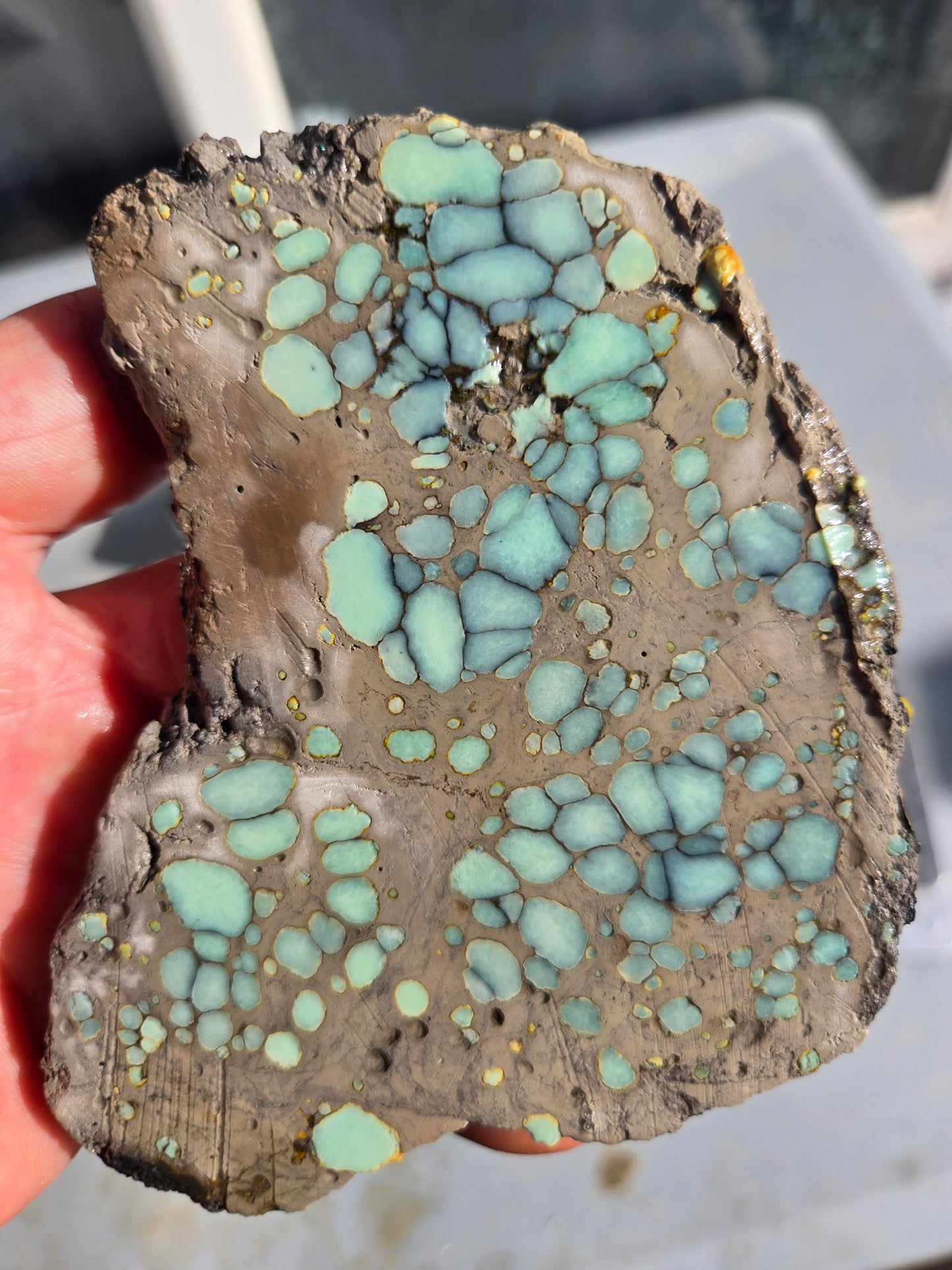 Desert Bloom Variscite/Turquoise rough for cabbing - Nevada Variscite -160 grams