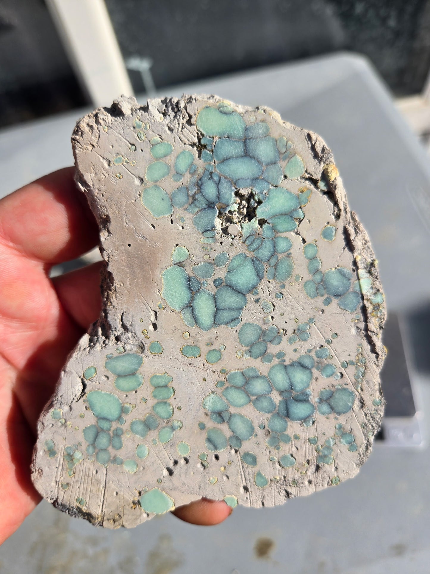 Desert Bloom Variscite/Turquoise rough for cabbing - Nevada Variscite -160 grams