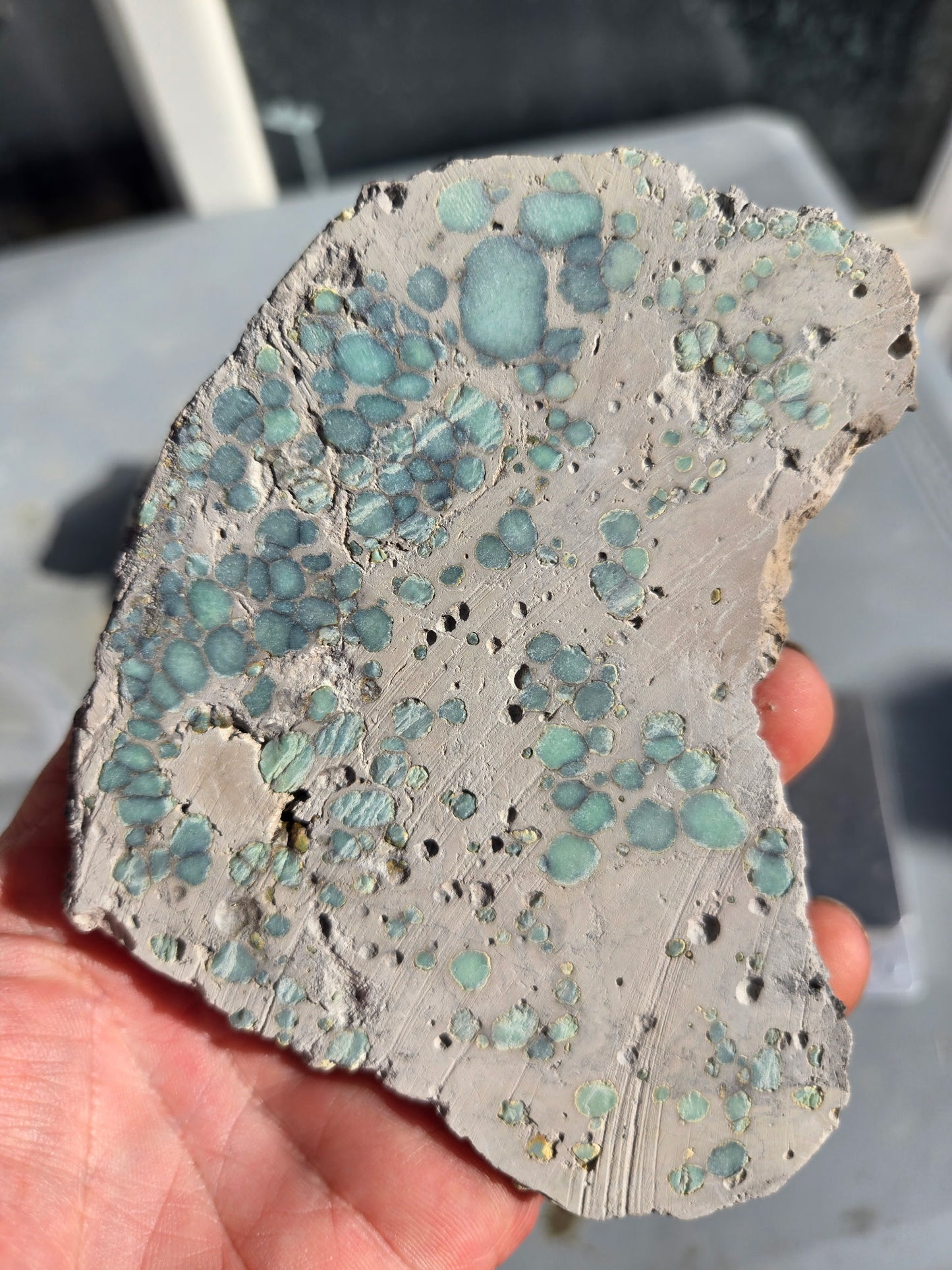 Desert Bloom Variscite/Turquoise rough for cabbing - Nevada Variscite -160 grams