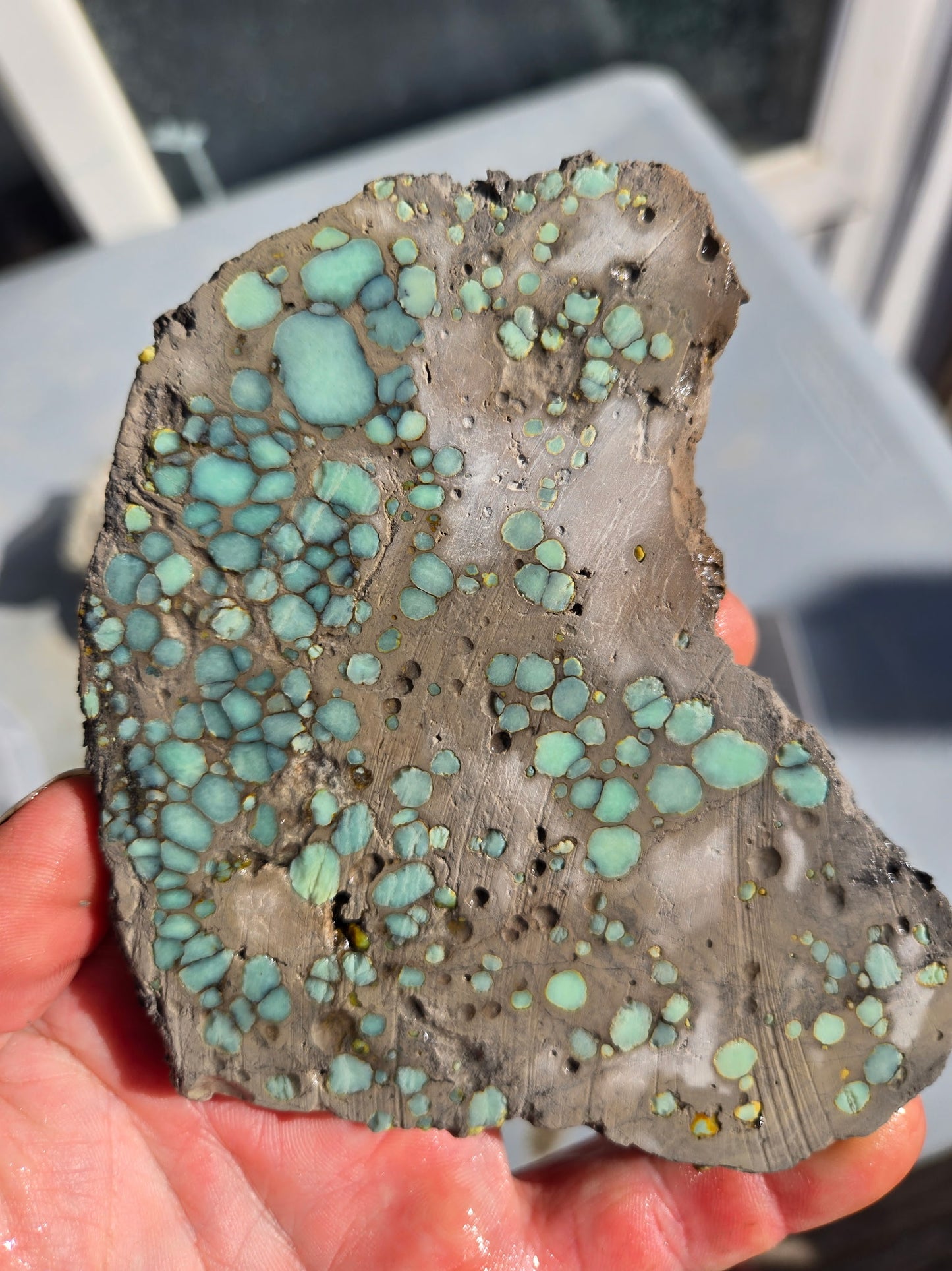 Desert Bloom Variscite/Turquoise rough for cabbing - Nevada Variscite -160 grams