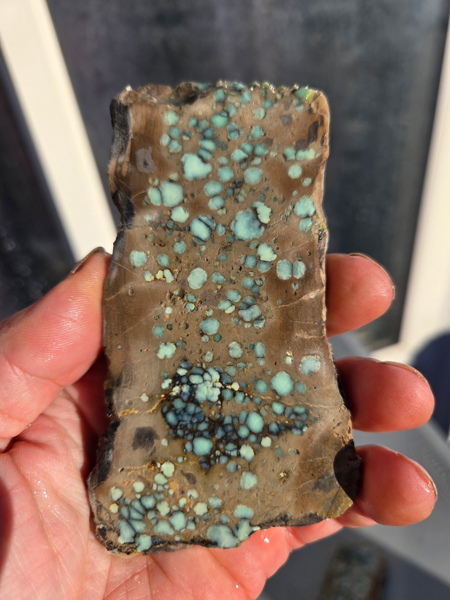 Desert Bloom Variscite/Turquoise rough for cabbing - Nevada Variscite -200 grams