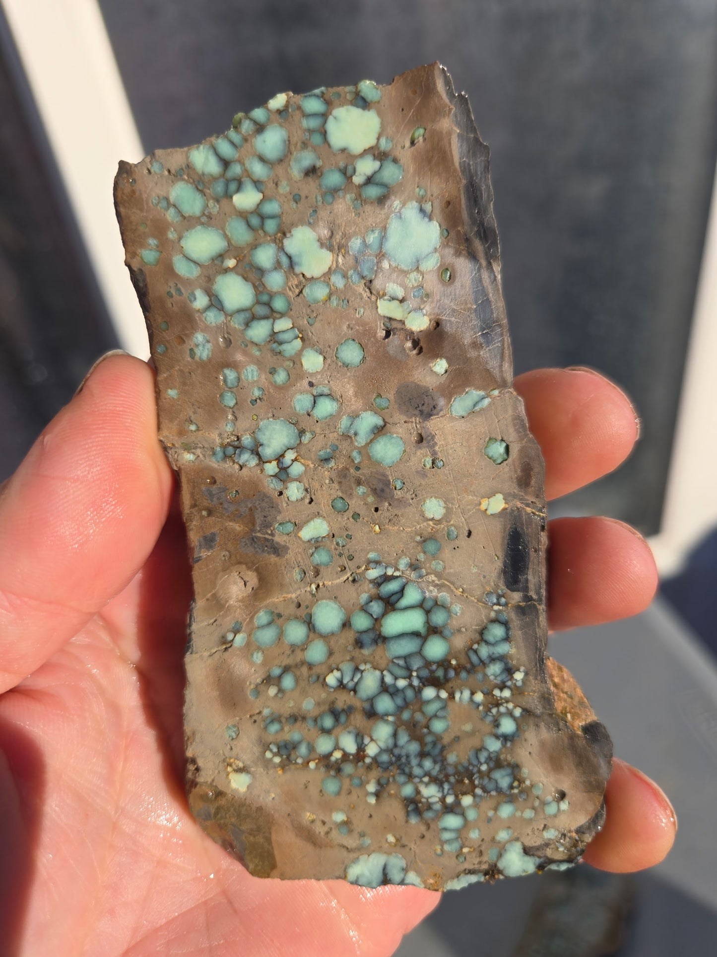 Desert Bloom Variscite/Turquoise rough for cabbing - Nevada Variscite -200 grams