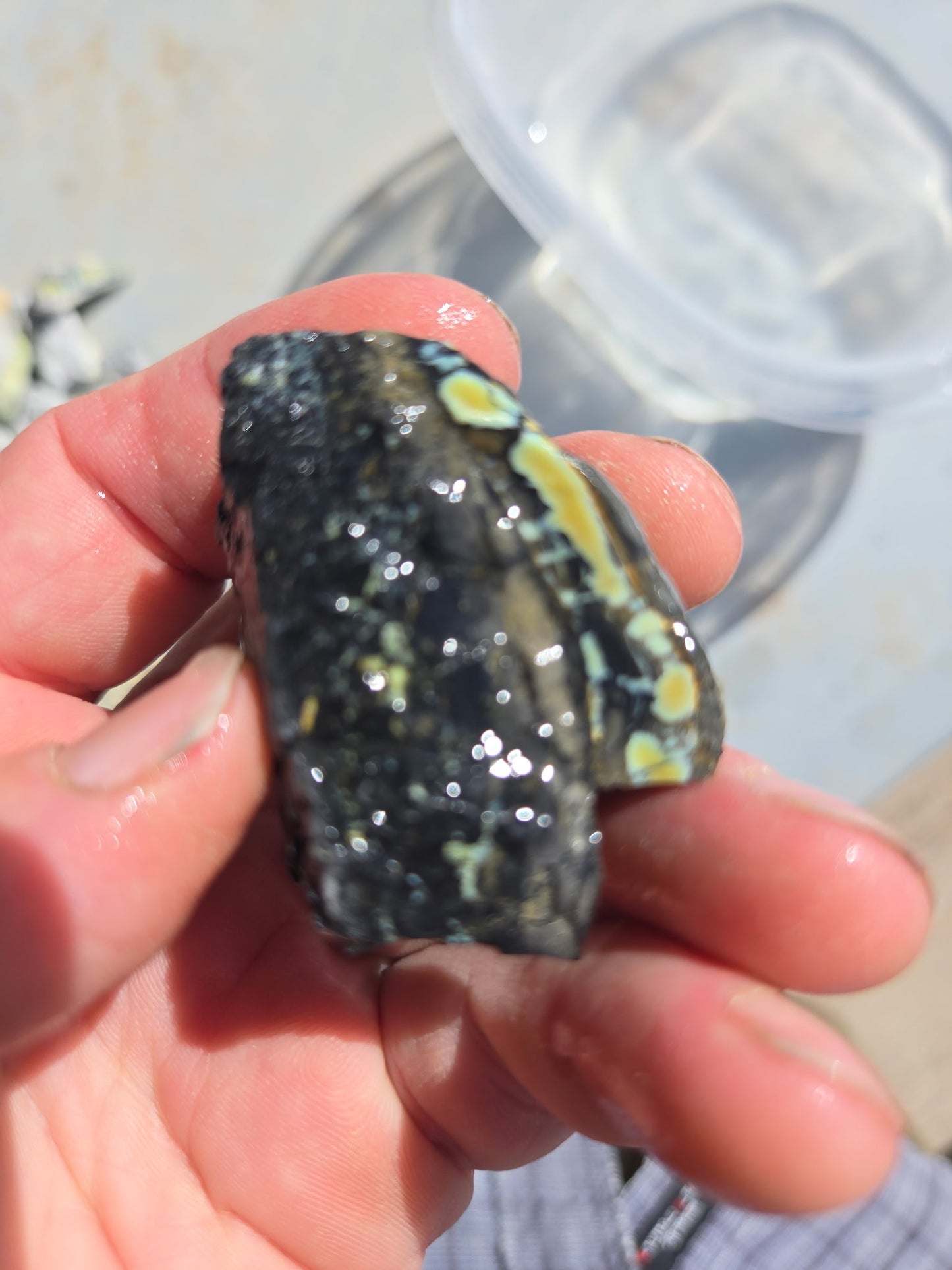 Custom for Michael - Nautilus Variscite/Turquoise rough for cabbing - Natural Nevada Variscite - 448 gram lot