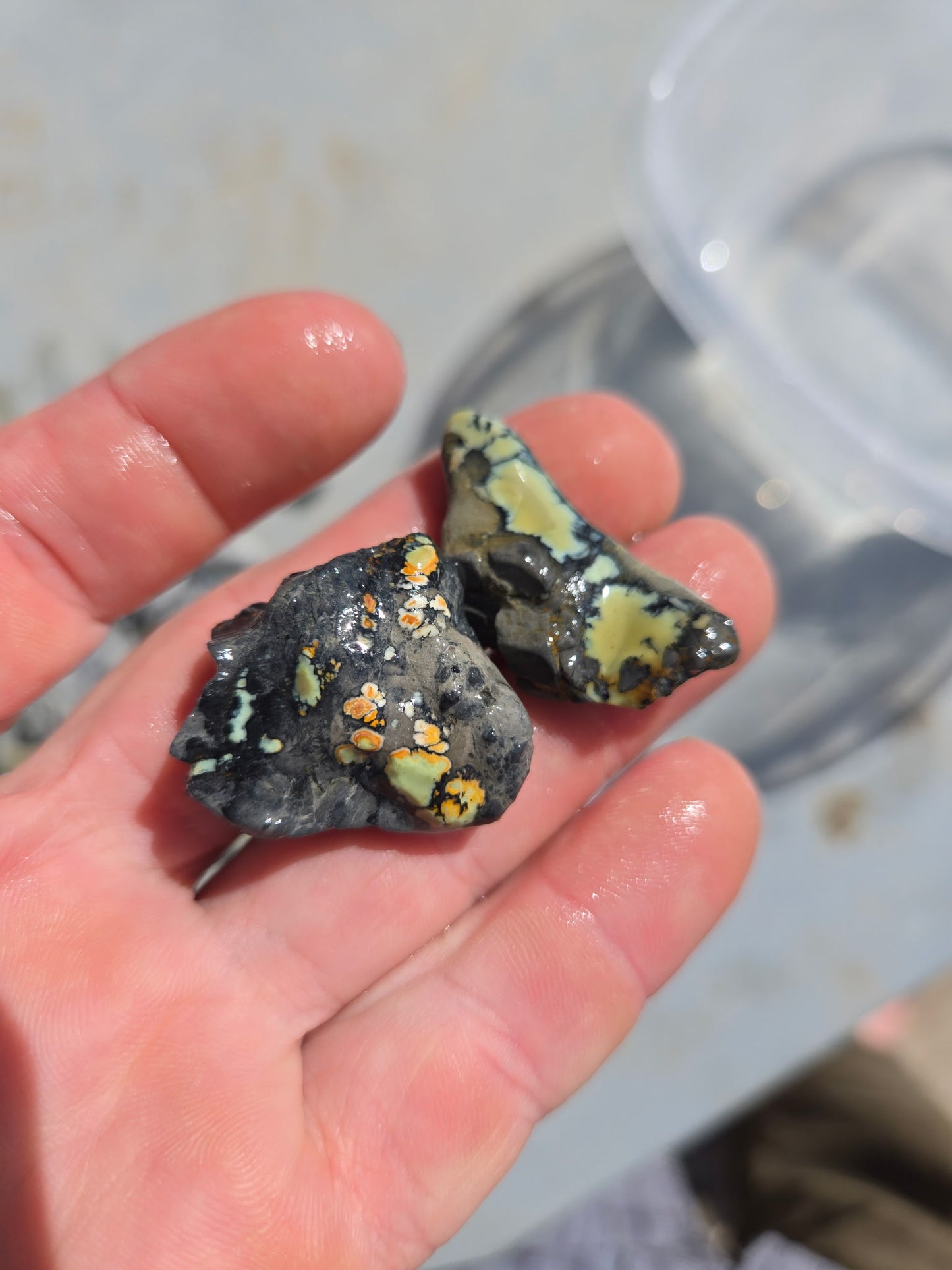 Custom for Michael - Nautilus Variscite/Turquoise rough for cabbing - Natural Nevada Variscite - 448 gram lot