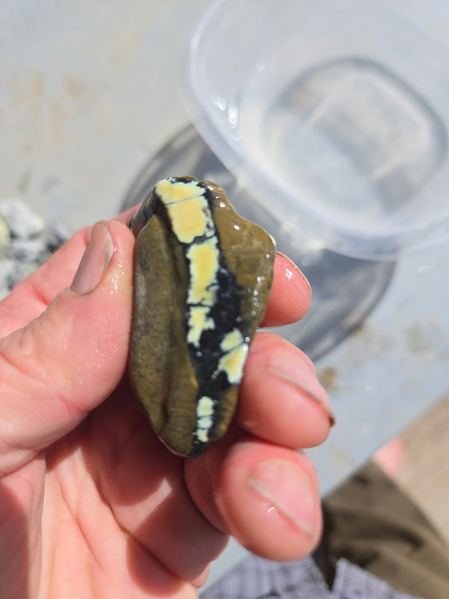 Custom for Michael - Nautilus Variscite/Turquoise rough for cabbing - Natural Nevada Variscite - 448 gram lot