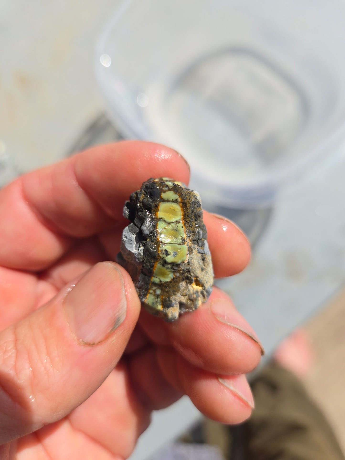 Custom for Michael - Nautilus Variscite/Turquoise rough for cabbing - Natural Nevada Variscite - 448 gram lot