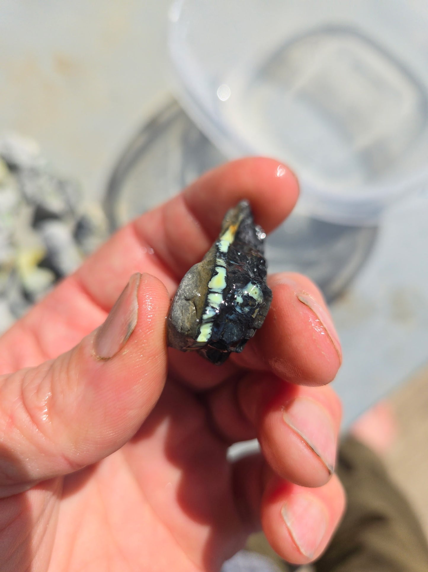 Custom for Michael - Nautilus Variscite/Turquoise rough for cabbing - Natural Nevada Variscite - 448 gram lot